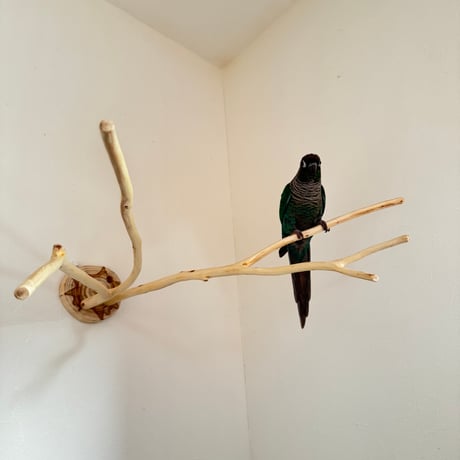 桧のピノキオの鼻① お鼻2本