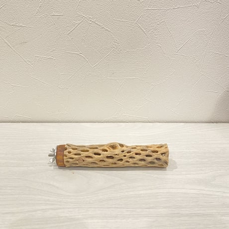 カクタスパーチ【21】 極小直径2-3cm/15cm