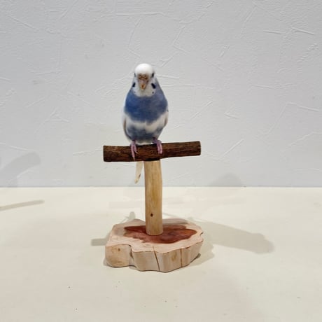 ツタのスタンドパーチ【インコ 体重測定用】②　インコ・小鳥の健康管理に