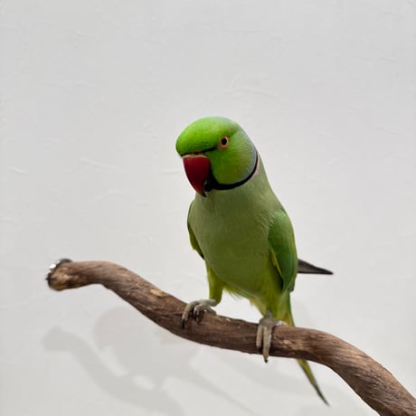 自然木（ツタ）うねうねパーチ⑤ HOEI465 直径約2cm/長さ44cm