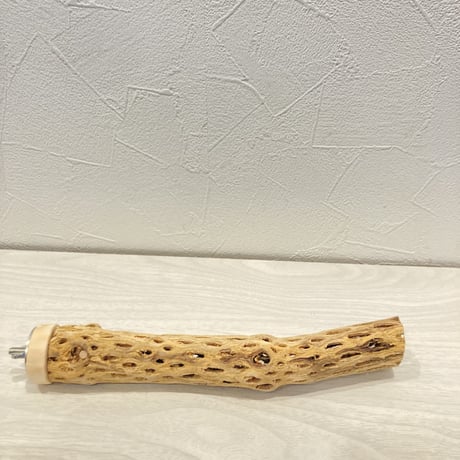 カクタスパーチ極小⑮ 直径約2~3cm 長さ20cm