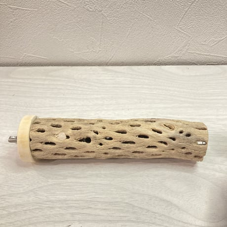 カクタスパーチ【G】  小 直径4cm前後 長さ15cm