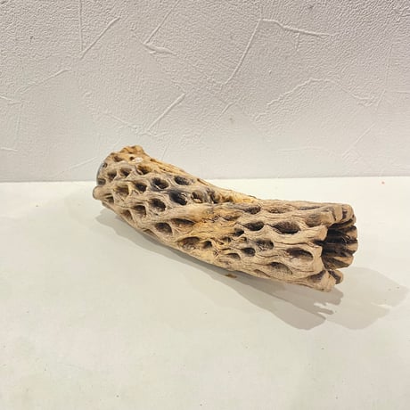 カクタスパーチ③ 直径約4.5~5cm/長さ18cm