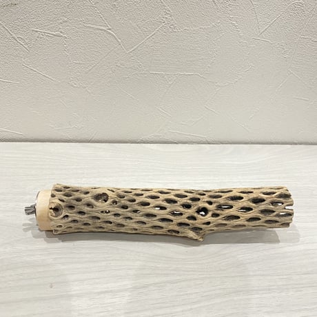 カクタスパーチ④ 小サイズ直径3.5〜4cm/20cm