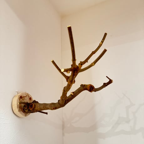 トウカエデのピノキオの鼻【D】