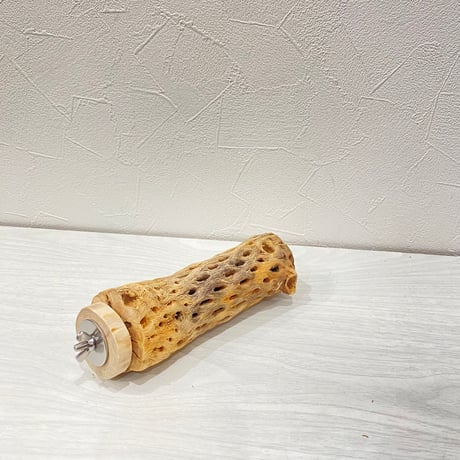 カクタスパーチ⑰中4.5~5.5cm長さ15㎝