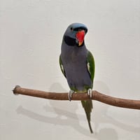 自然木（ツタ）殿様パーチ④ HOEI465 直径約2.3cm/長さ44cm