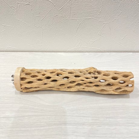 カクタスパーチ⑩小3-4㎝長さ20㎝