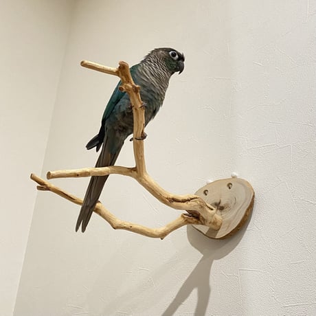 ピノキオの鼻④  貝塚伊吹