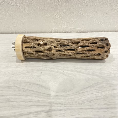 カクタスパーチ【8】小 直径約3-4cm/15cm