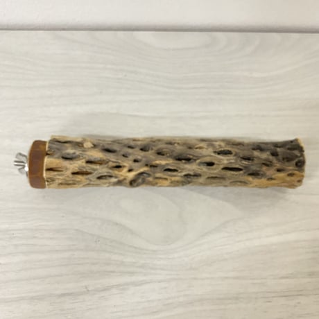 カクタスパーチ⑧ 小サイズ 直径（約3-4cm）長さ/20cm