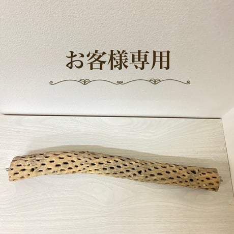 【yae23yae様】カクタスパーチ 中サイズ 直径（約5.5cm）長さ/47.5cm