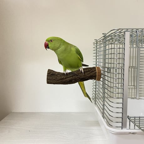 自然木（ツタ）のパーチM②　直径3cm／長さ11cm