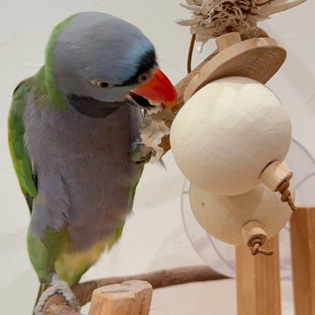 天然素材100% ゾウノリンゴのフォレイジングトイ【インコのおもちゃ】