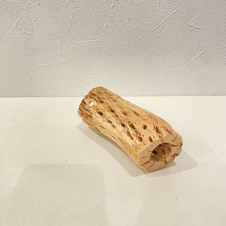 カクタスパーチ⑥ 直径約5cm/長さ12cm