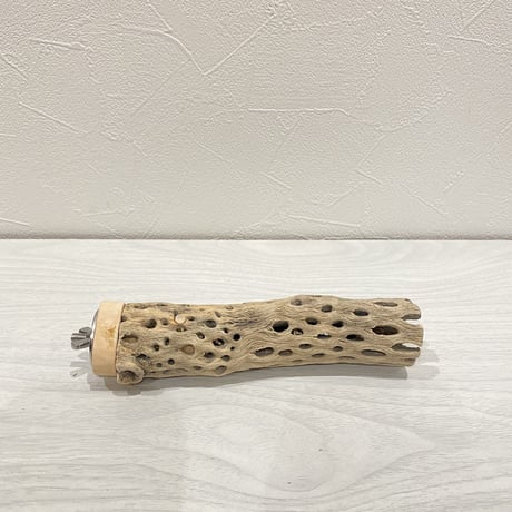 カクタスパーチ⑨ 極小サイズ直径3cm前後/15cm