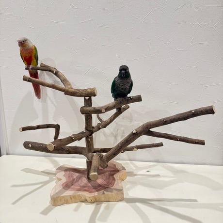 無農薬レモンの木のスタンドパーチ　現品限り  【インコ 自然木 止まり木 】