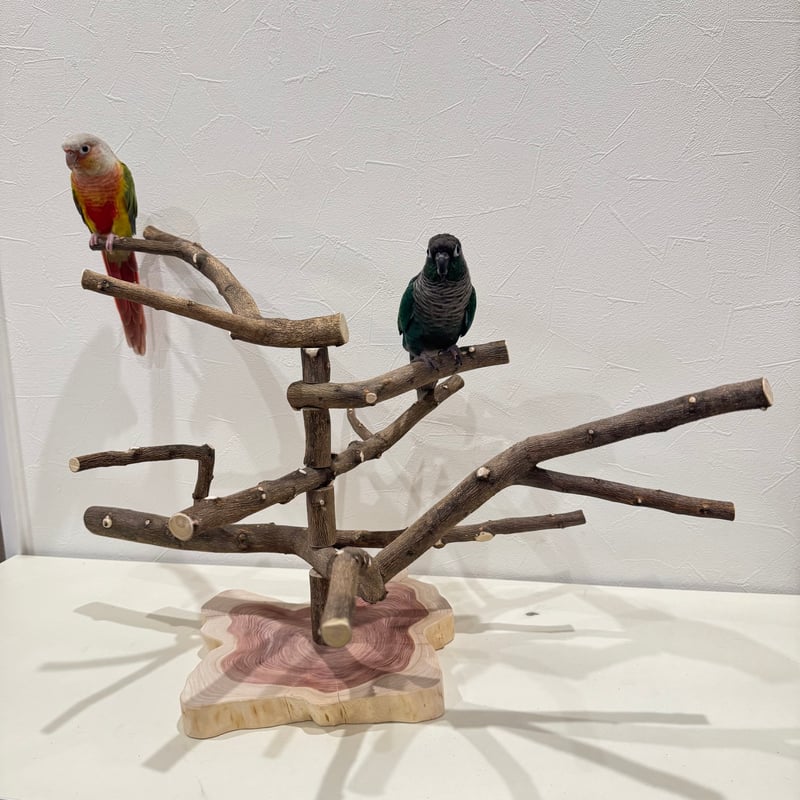 無農薬レモンの木のスタンドパーチ 現品限り 【インコ 自然木 止まり木