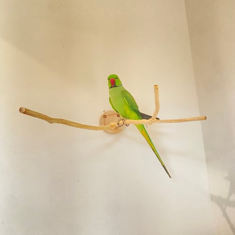 桧のピノキオの鼻 ⑥【インコ・小鳥のおもちゃ　自然木の止まり木】