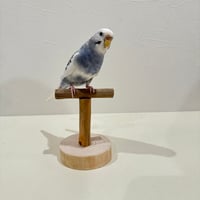 小型さん用 ツタのスタンドパーチ【1】
