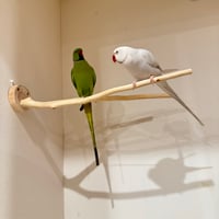 桧のピノキオの鼻 ②【インコ 自然木 止まり木 】