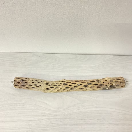 ケージサイズカクタスパーチ⑩ 極小サイズ直径2-3cm HOEI35サイズ