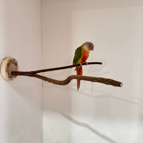 ツタのピノキオの鼻【B】