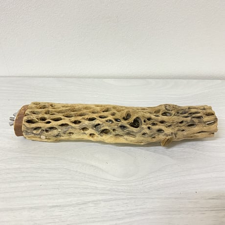 カクタスパーチ⑧ 中サイズ 直径（約5.5cm）長さ/23cm