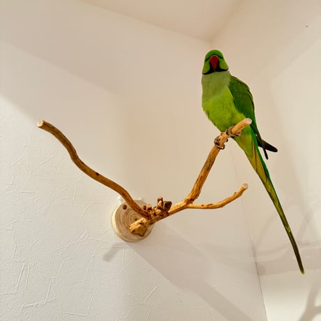 ピノキオの鼻 ①