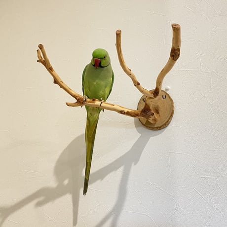 ピノキオの鼻 ③