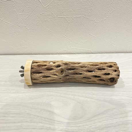 カクタスパーチ【8】小 直径約3-4cm/15cm