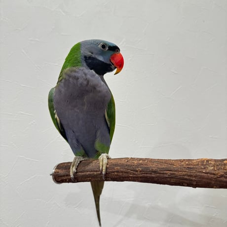 殿様パーチ（自然木ツタ） HOEI465サイズ 直径約3cm シロハラインコ 【インコ 天然木の止まり木】