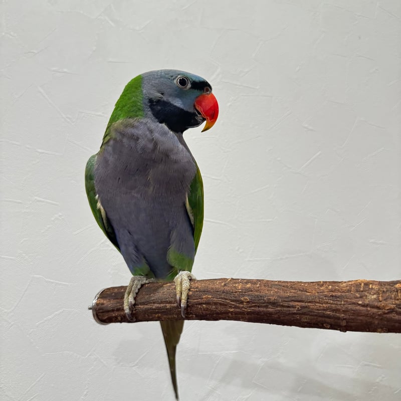 天然木根っ子衝立 天然木根っ子衝立