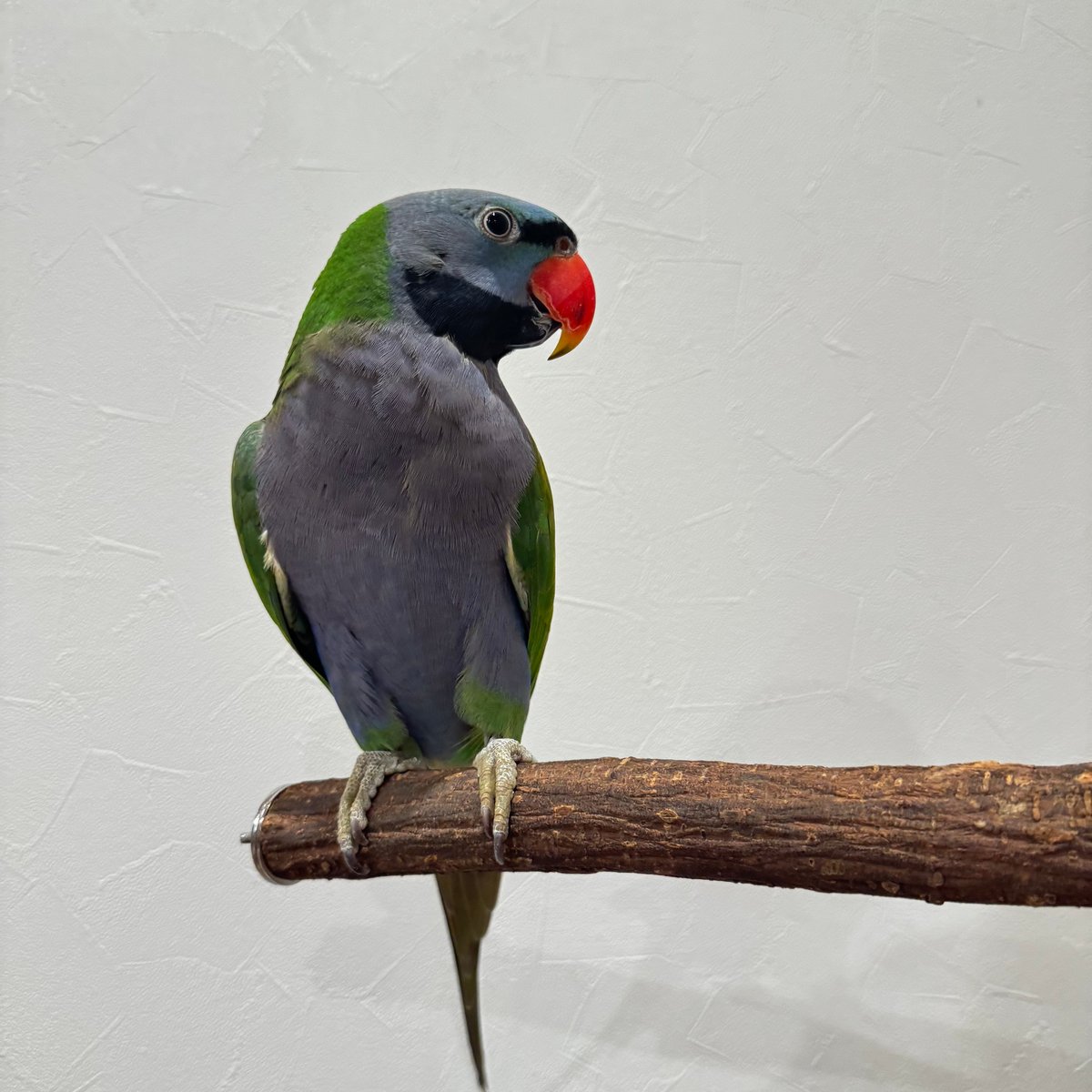 シロハラインコの油絵で41x41センチで木のフレームです シロハラインコの油絵で41x41センチで木のフレームです