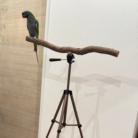 【鳥月羊様専用】三脚でどこでもイッちゃうパーチ