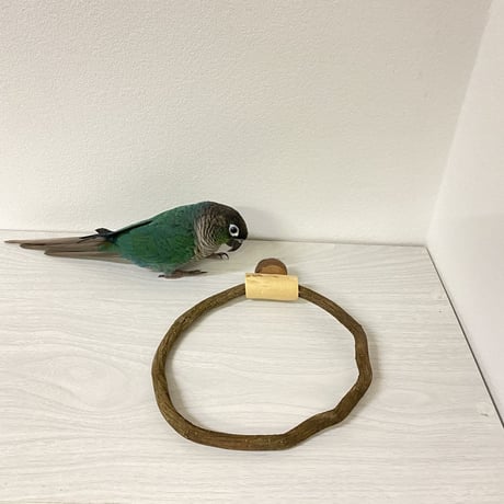 自然木（ツタ）のドーナツパーチ⑤ビックサイズ  パーチ直径1cm／円直径17.5×17.5cm