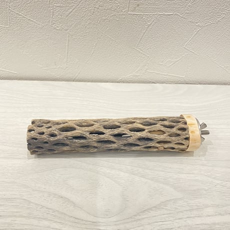 カクタスパーチ② 極小直径2-3cm/15cm