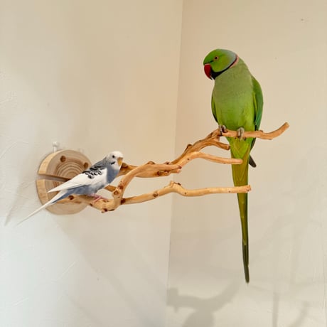ピノキオの鼻 ②お鼻2本