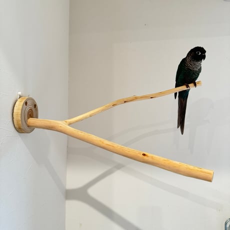 桧のピノキオの鼻 ⑧