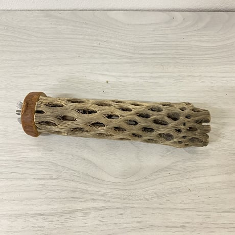 カクタスパーチ 極小サイズ③ 直径（約2-3cm）長さ/15cm