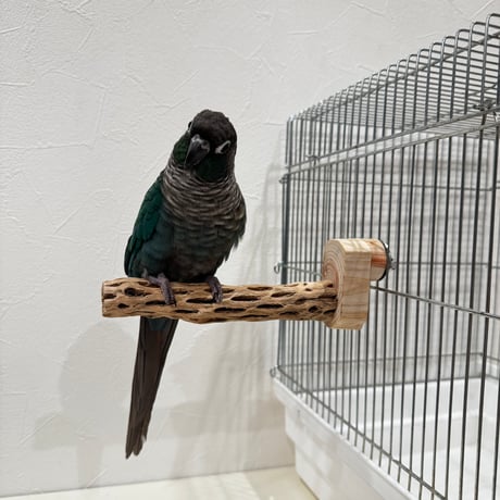 カクタスパーチ極小サイズ⑦ 直径2.3cm/長さ15cm【自然木 止まり木 バンブルフット 趾瘤症 】