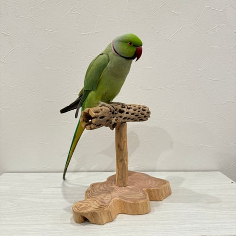 カクタスのスタンドパーチ　パーチ長さ19cm／高さ17cm