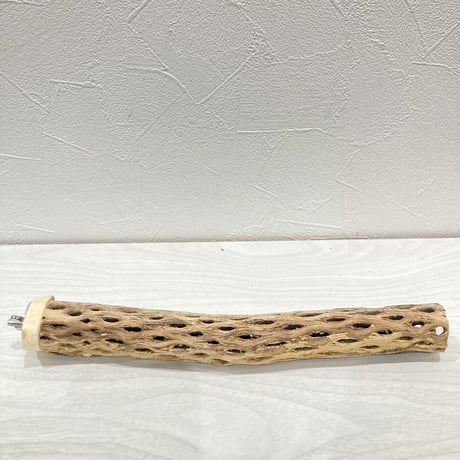 カクタスパーチ極小②　直径約2~3cm 長さ20cm