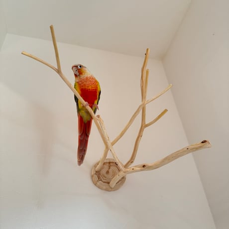 桧のピノキオの鼻 ⑥ お鼻3本