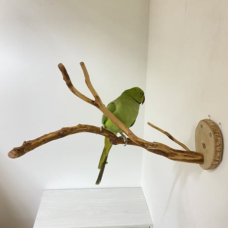 【K様専用】ピノキオの鼻 カクタススタンドパーチ