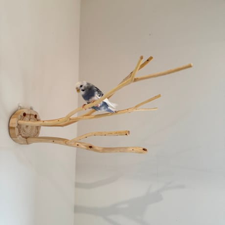 桧のピノキオの鼻 ⑥ お鼻3本
