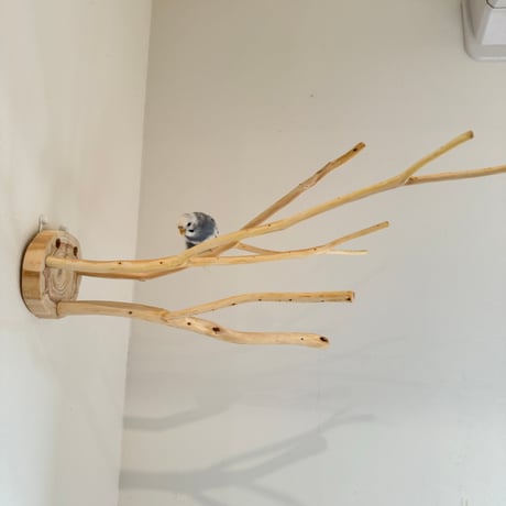 桧のピノキオの鼻 ⑥ お鼻3本