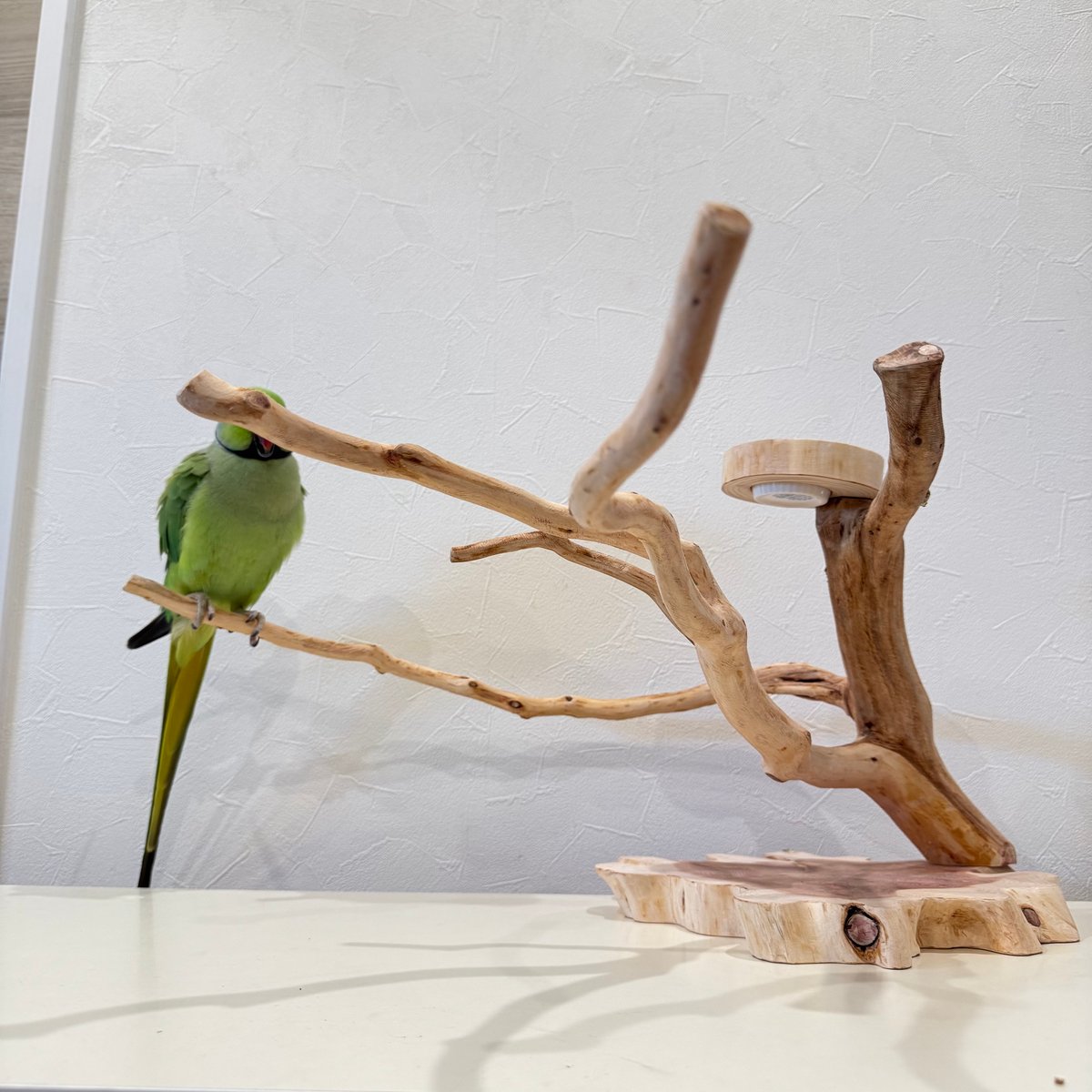 貝塚伊吹おやつ入れ付きスタンドパーチ 【インコ 自然木 止まり木