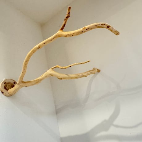 【S様専用】コトリのなる木SPカスタム 貝塚伊吹のピノキオの鼻【自然木 インコ バードアスレチック】