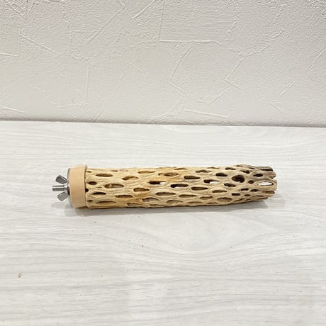 カクタスパーチ⑩ 極小直径約2-3cm/15cm
